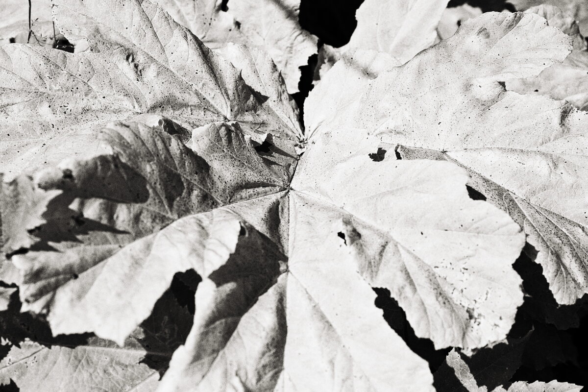 ... - Денис Безногов