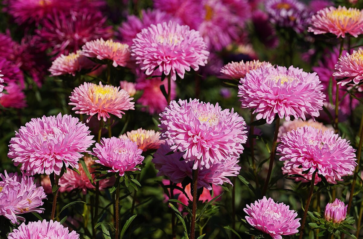 Астры - Татьяна Тюменка