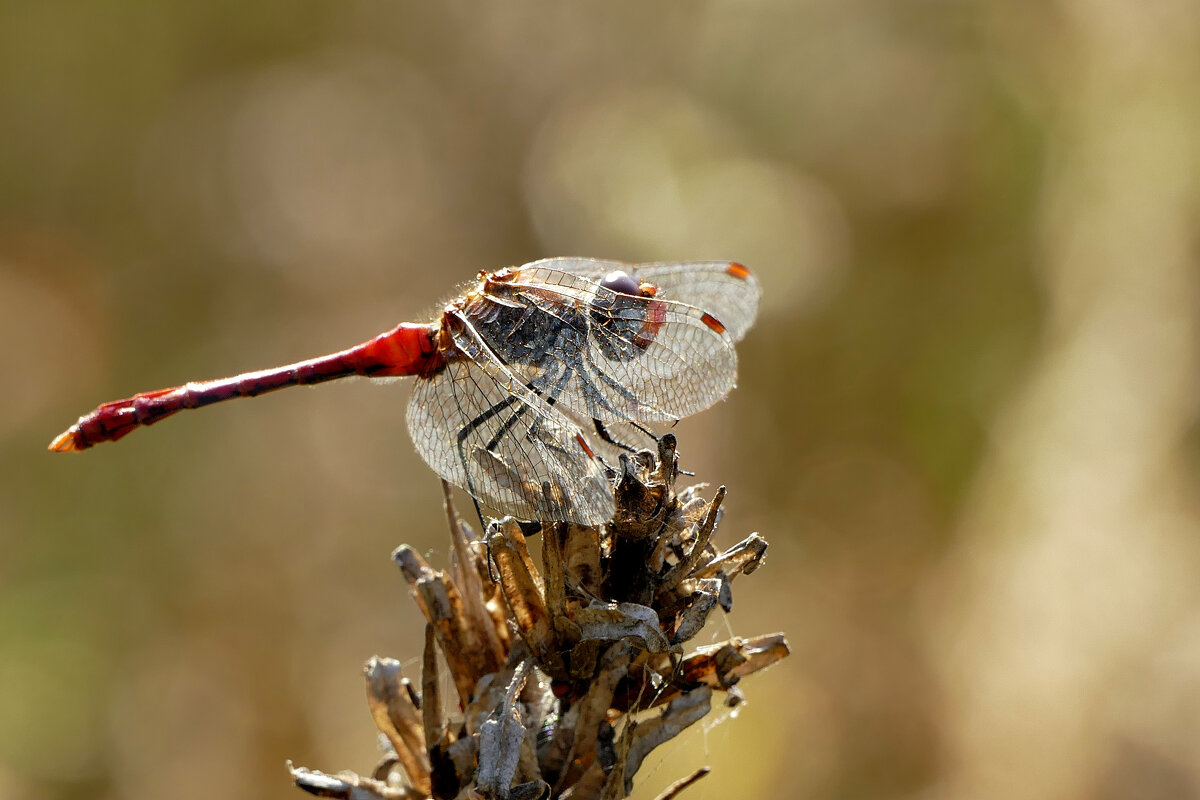 опять про стрекоз 24 - Александр Прокудин опять про стрекоз 24 - Александр Прокудин