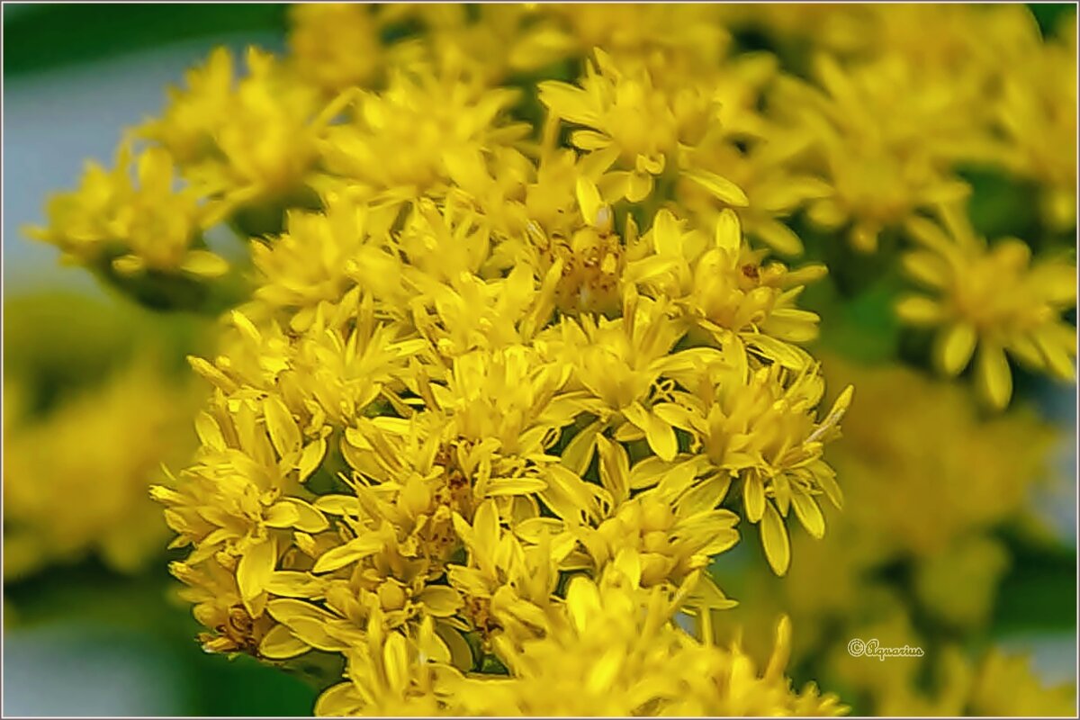 Про август - Aquarius - Сергей Про август - Aquarius - Сергей