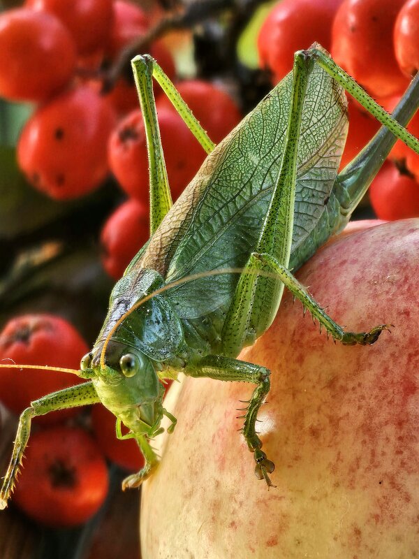 Названный гость. - Галина Левина