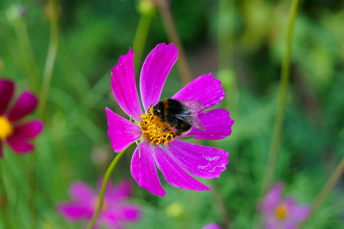 Городские цветы. Шмель... - Игорь Тельцов