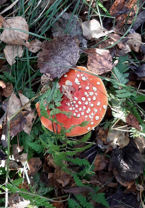 Про грибы - Наталья Герасимова