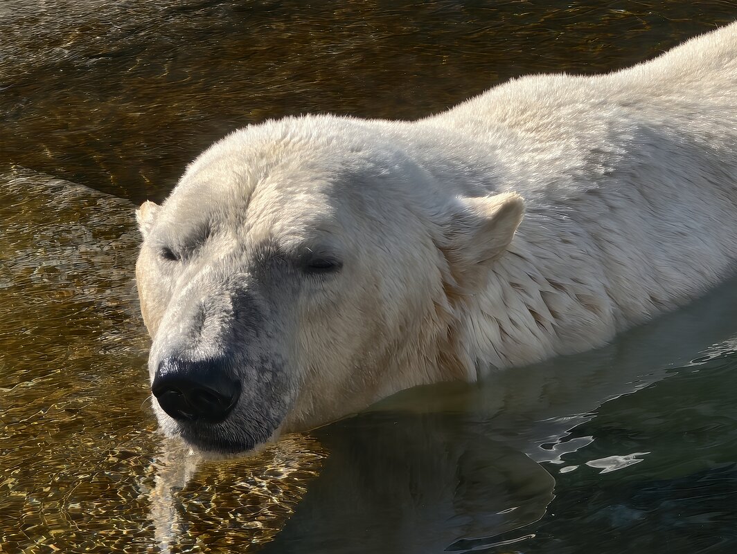 Белый медведь - <<< Наташа >>>