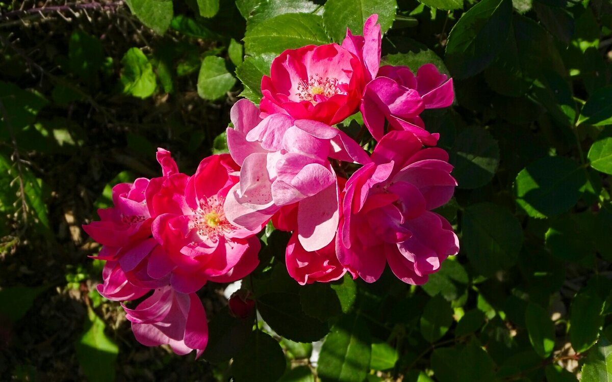 Цветы сентября. - Милешкин Владимир Алексеевич 