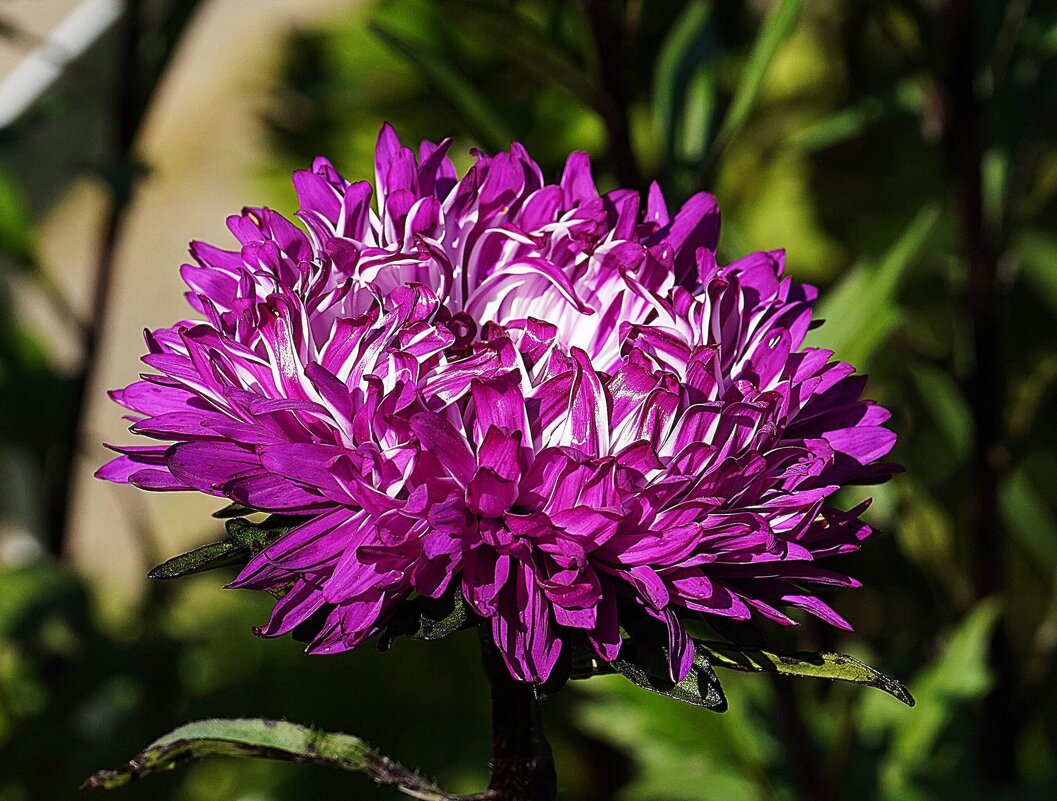 Астры - Татьяна Тюменка