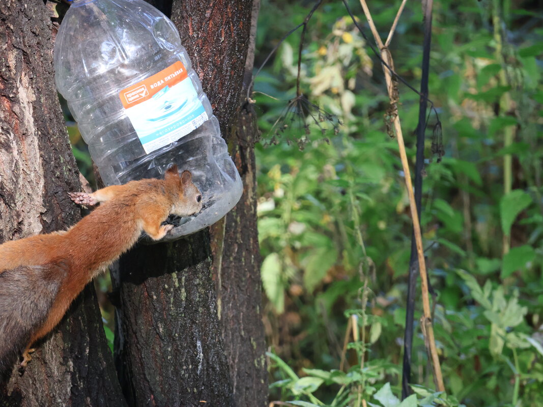 А где покушать - Иван Ермен