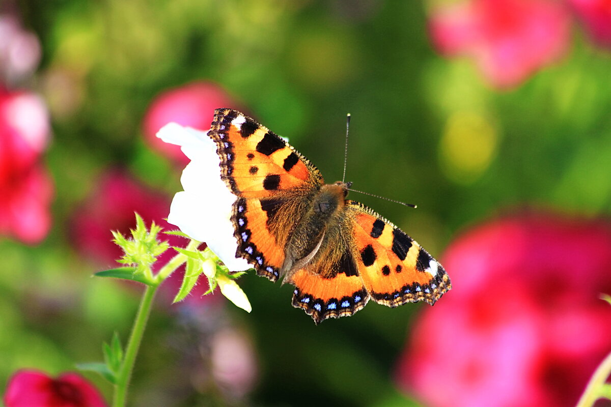 Бабочка - Александр Щеклеин
