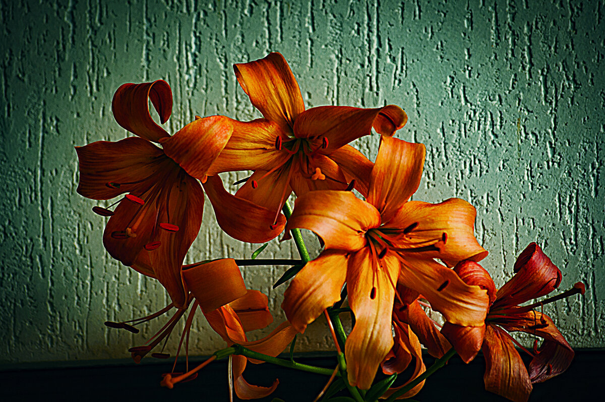 Цветение - Владимир Кроливец