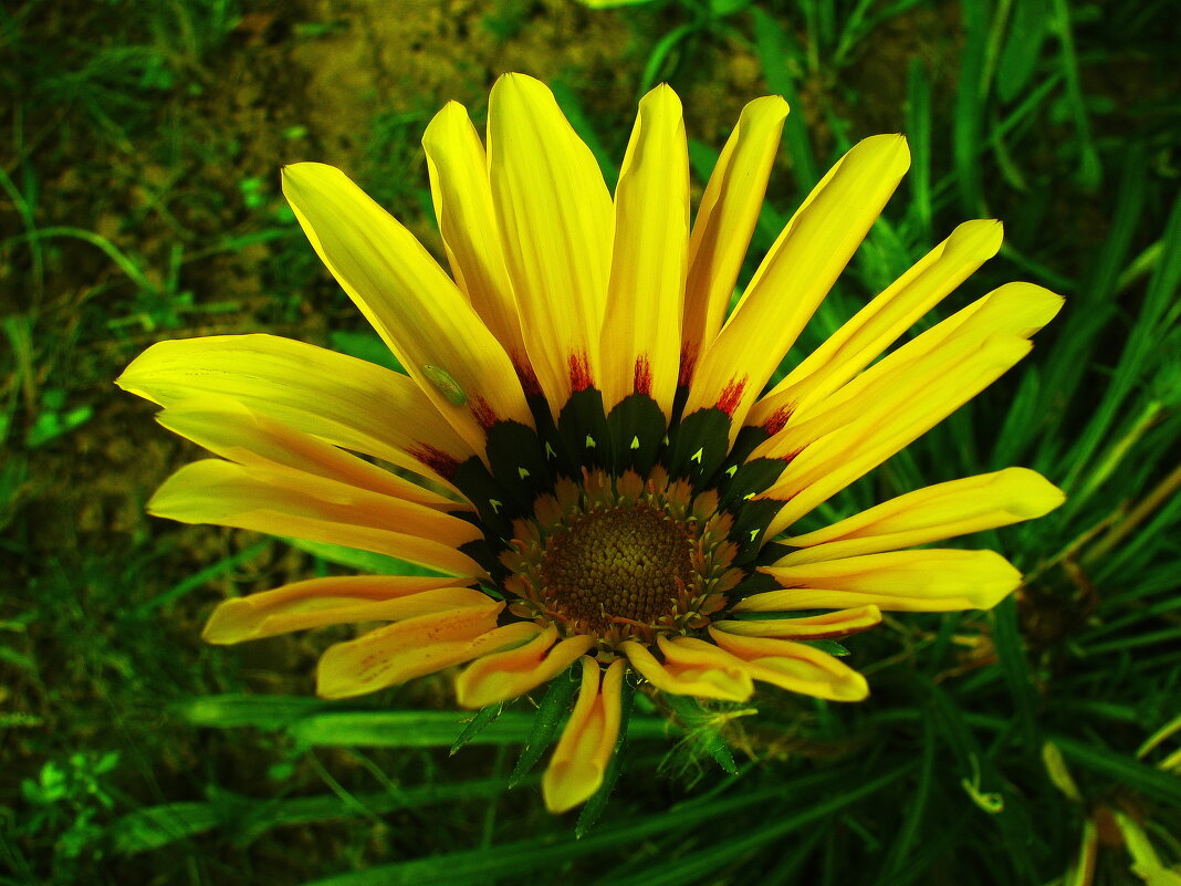 Красотка гацания - Людмила Смородинская