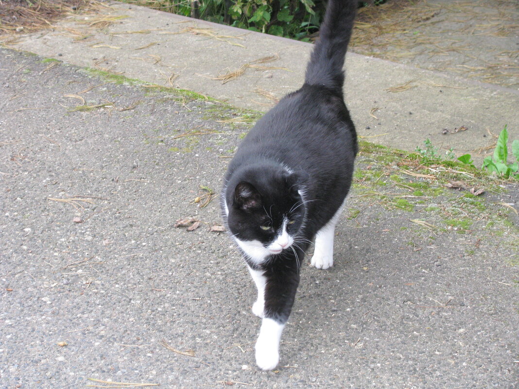 Гуляет по улице - Людмила Смородинская