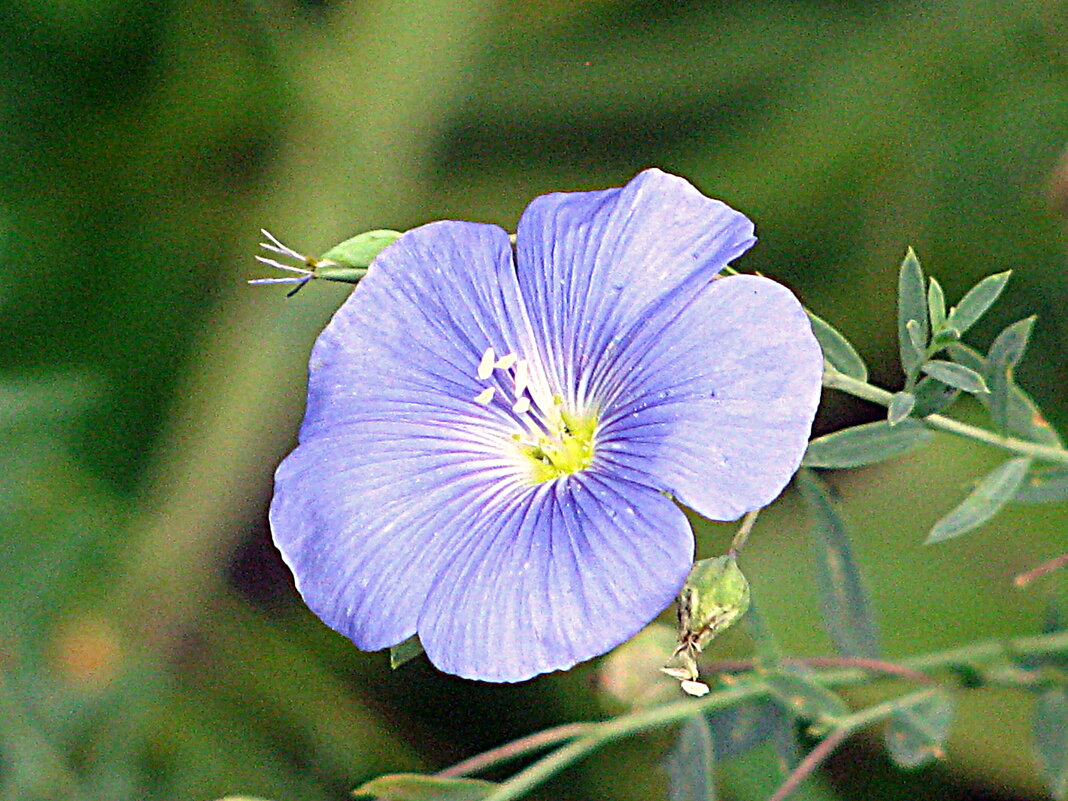 Цветы. - Владимир Драгунский