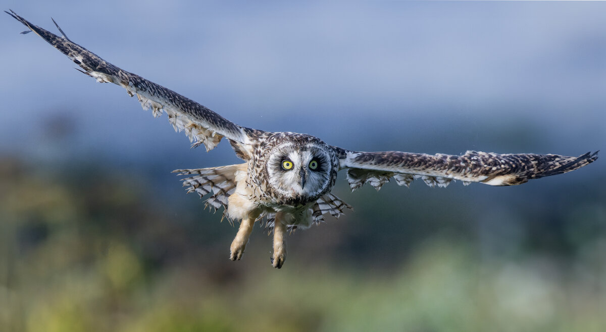 сова болотная. - юрий макаров