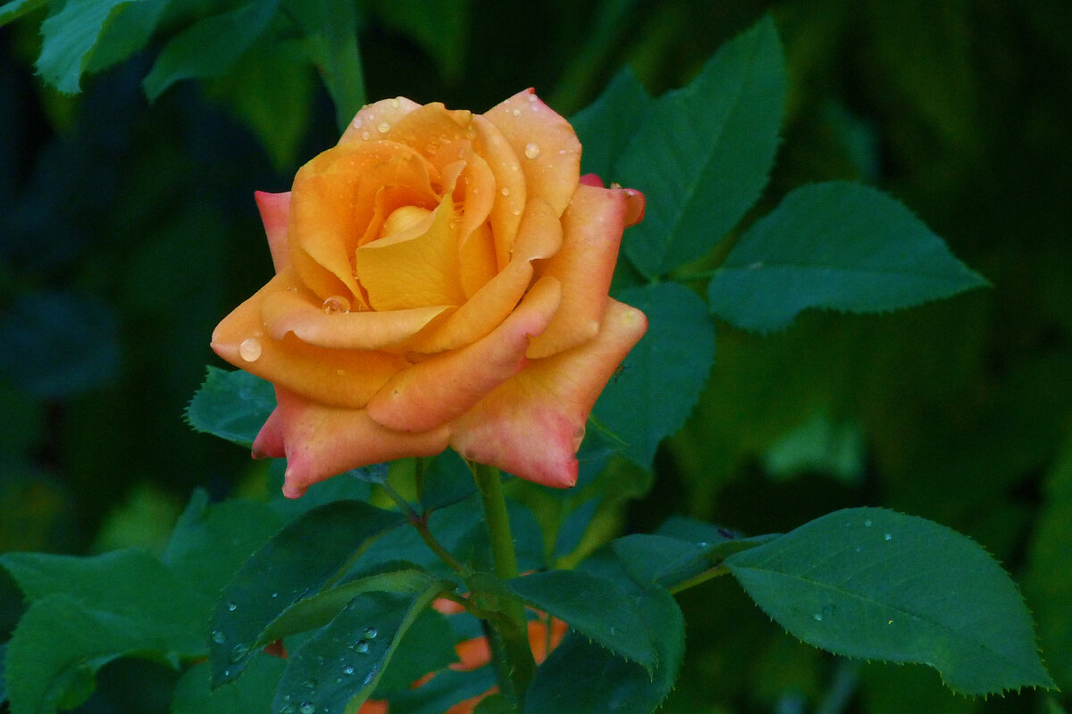 Оранжевая  роза  Флорибунда - Валентин Семчишин