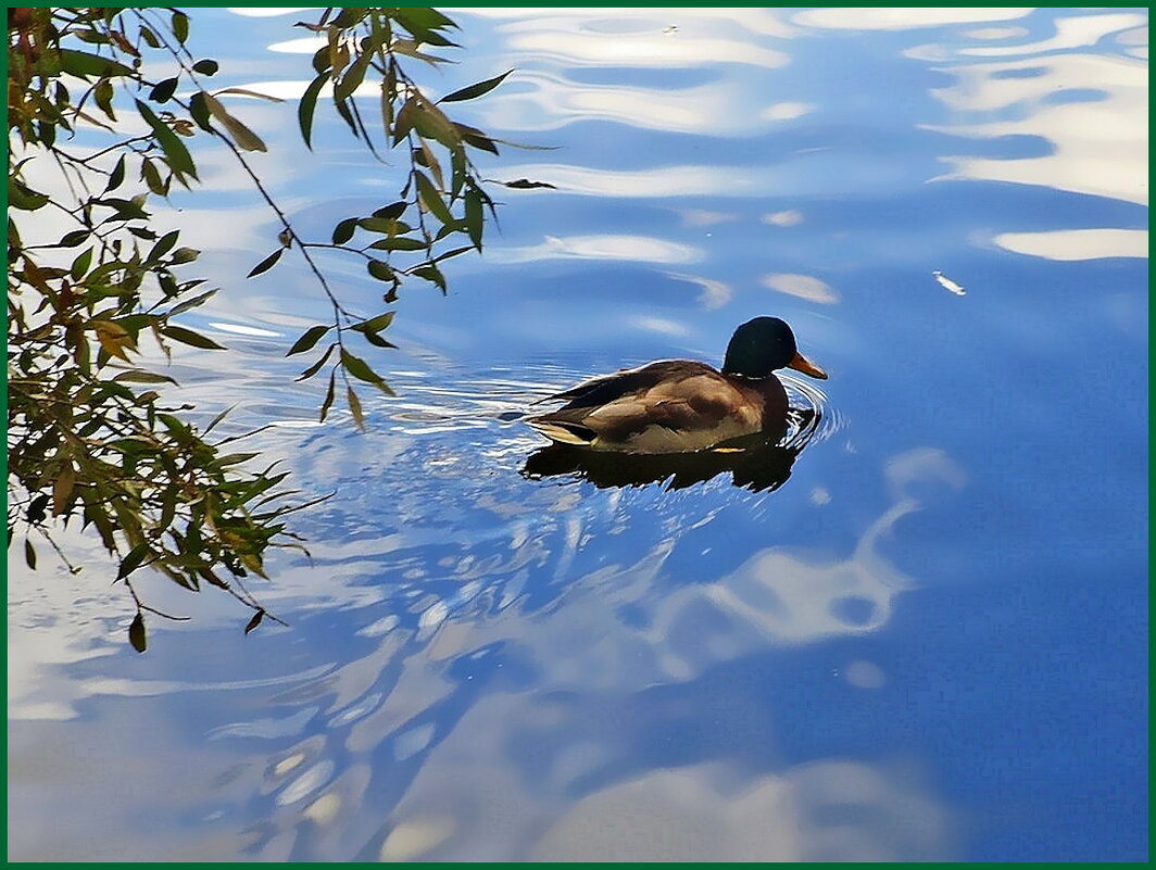 Загрустили утки на пруду - Ольга Довженко