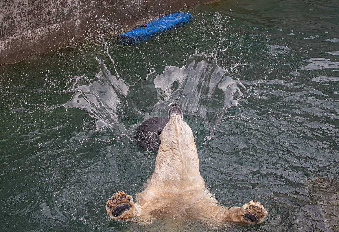 Новосибирский зоопарк имени Р.А. Шило - Михаил Измайлов