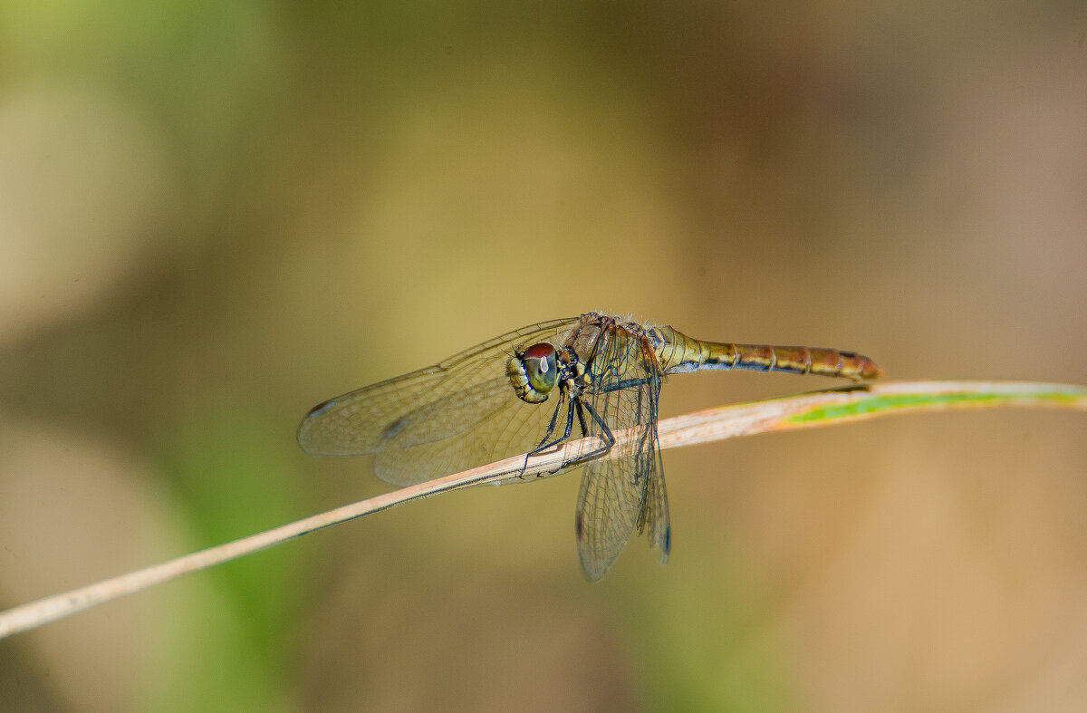 К взлёту готова.... - Sergey (Apg) К взлёту готова.... - Sergey (Apg)