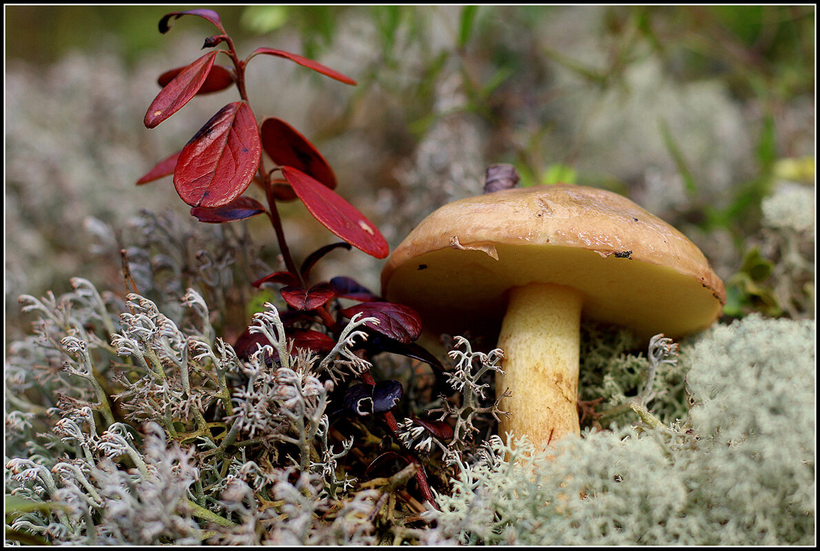 Масленок.. - Aleksandr Gal