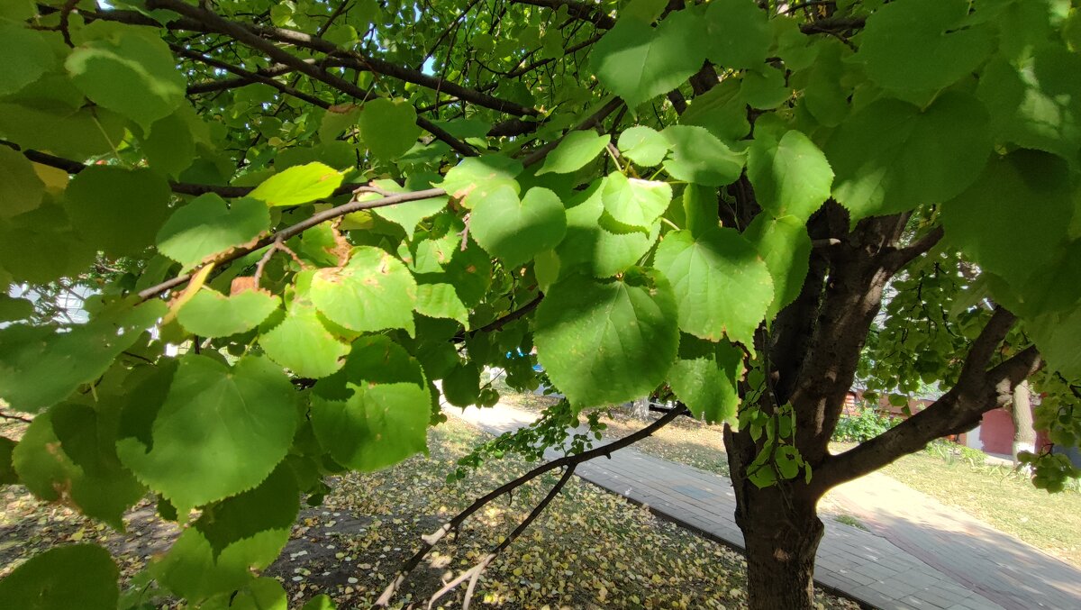 ... - Сергей Тимоновский