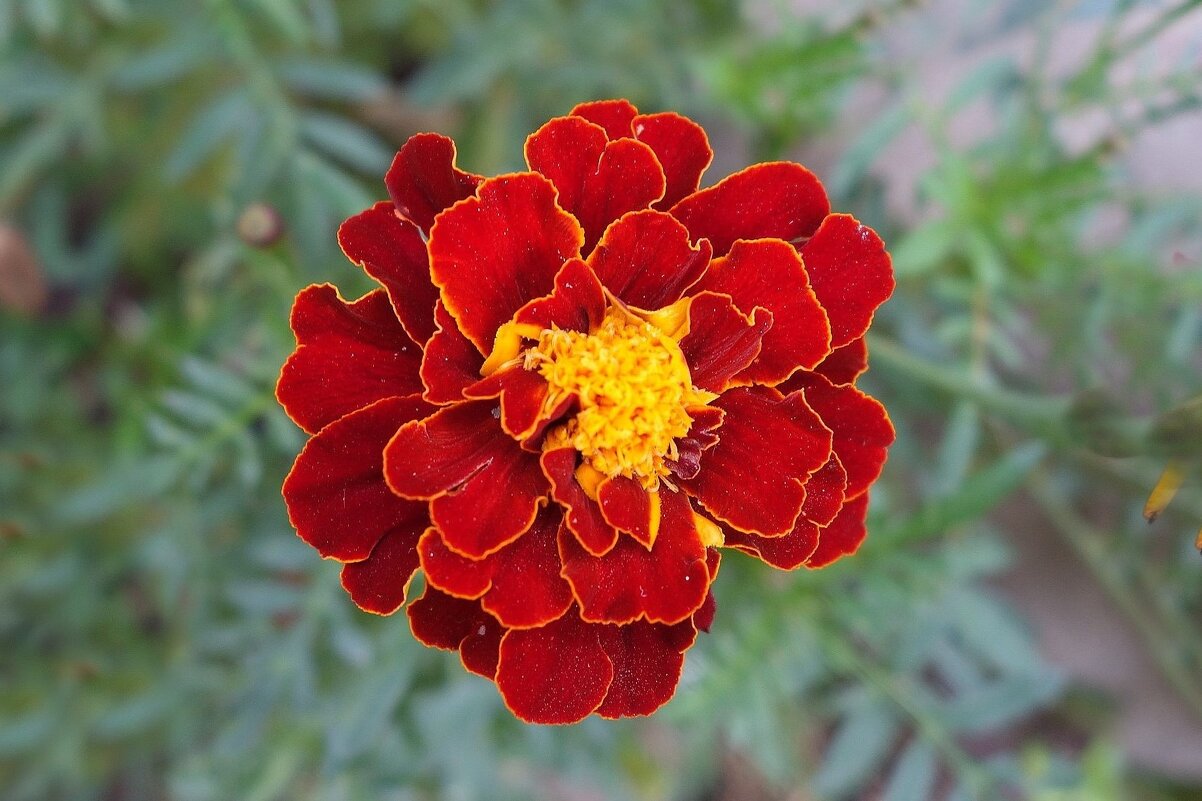 Бархатцы - Рита Симонова