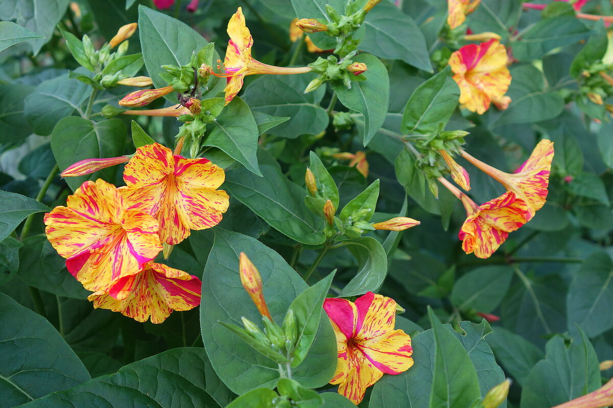 Мирабилис - Рита Симонова Мирабилис - Рита Симонова