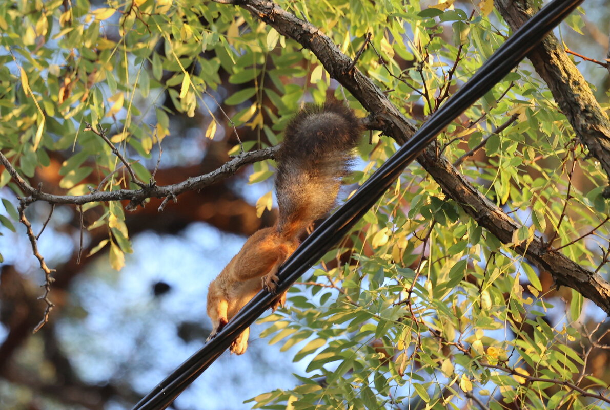 Белка -связист. - Александр Кондаков Белка -связист. - Александр Кондаков