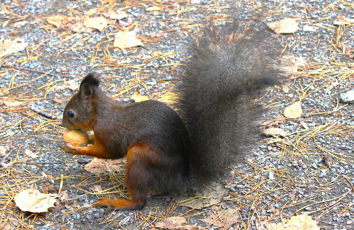 Чудо хвостатое - Василий 