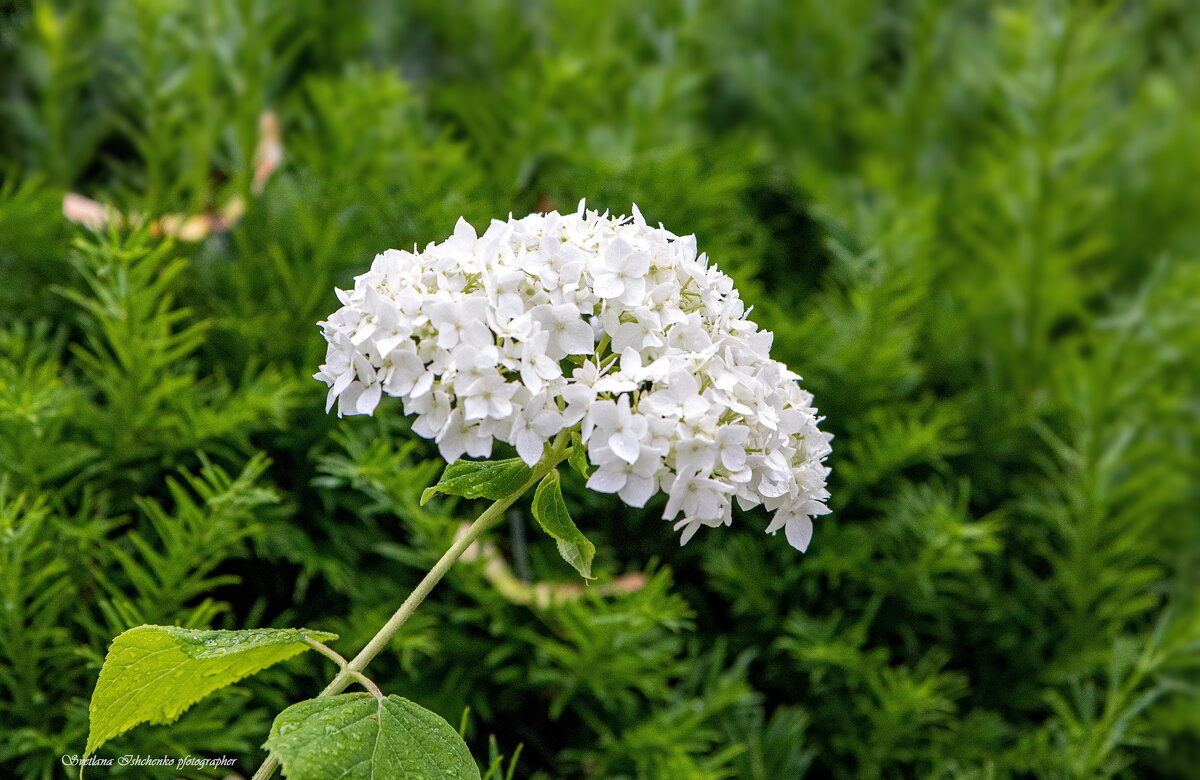 Гортензия - Светлана Ищенко