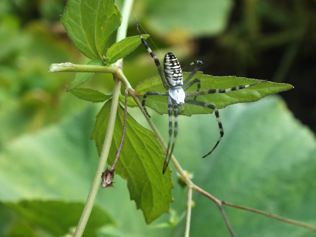 ** - Зоя Мишина