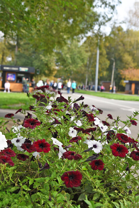 Аллея. - юрий Амосов