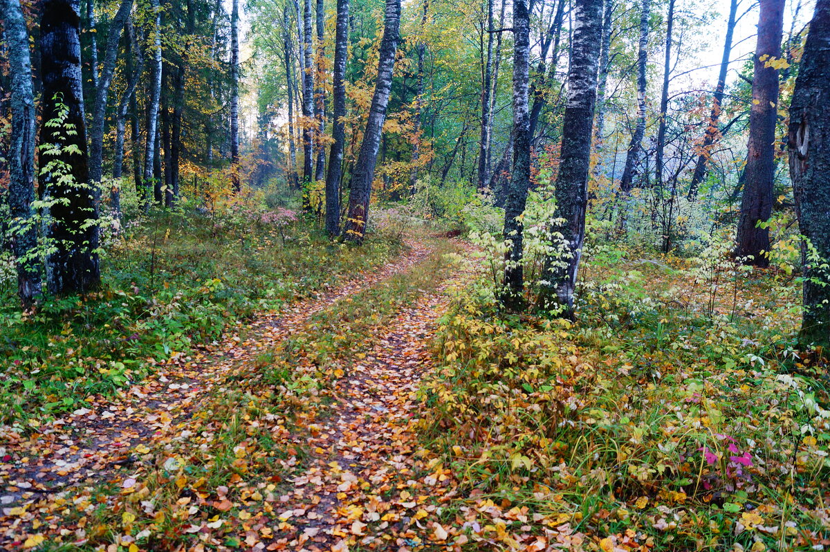 Лесная дорога - Сергей Ц