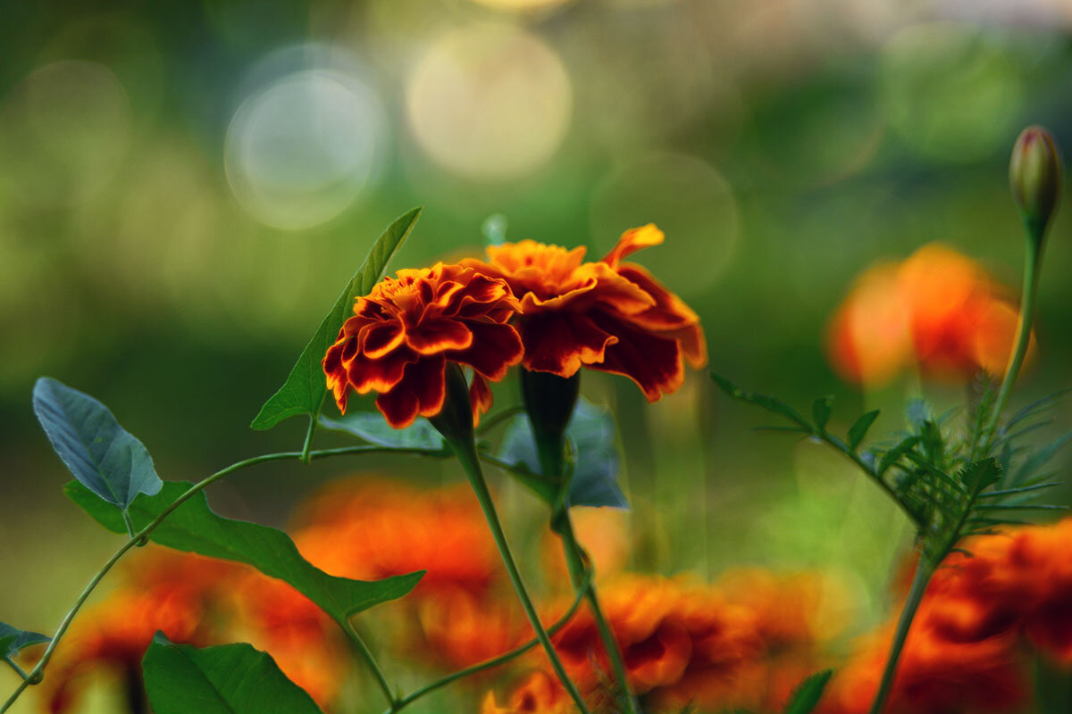 Бархатцы - Геннадий Супрун