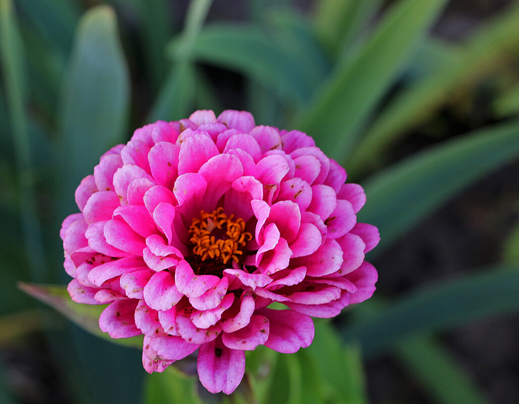 Красавица цинния - Светлана 