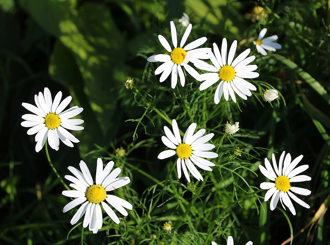 Сентябрь... всё ещё ромашки... - Светлана Сентябрь... всё ещё ромашки... - Светлана