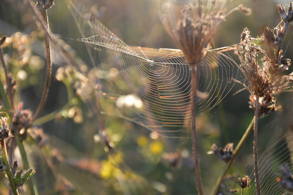 Мелодия утра... - Надежда Куркина Мелодия утра... - Надежда Куркина