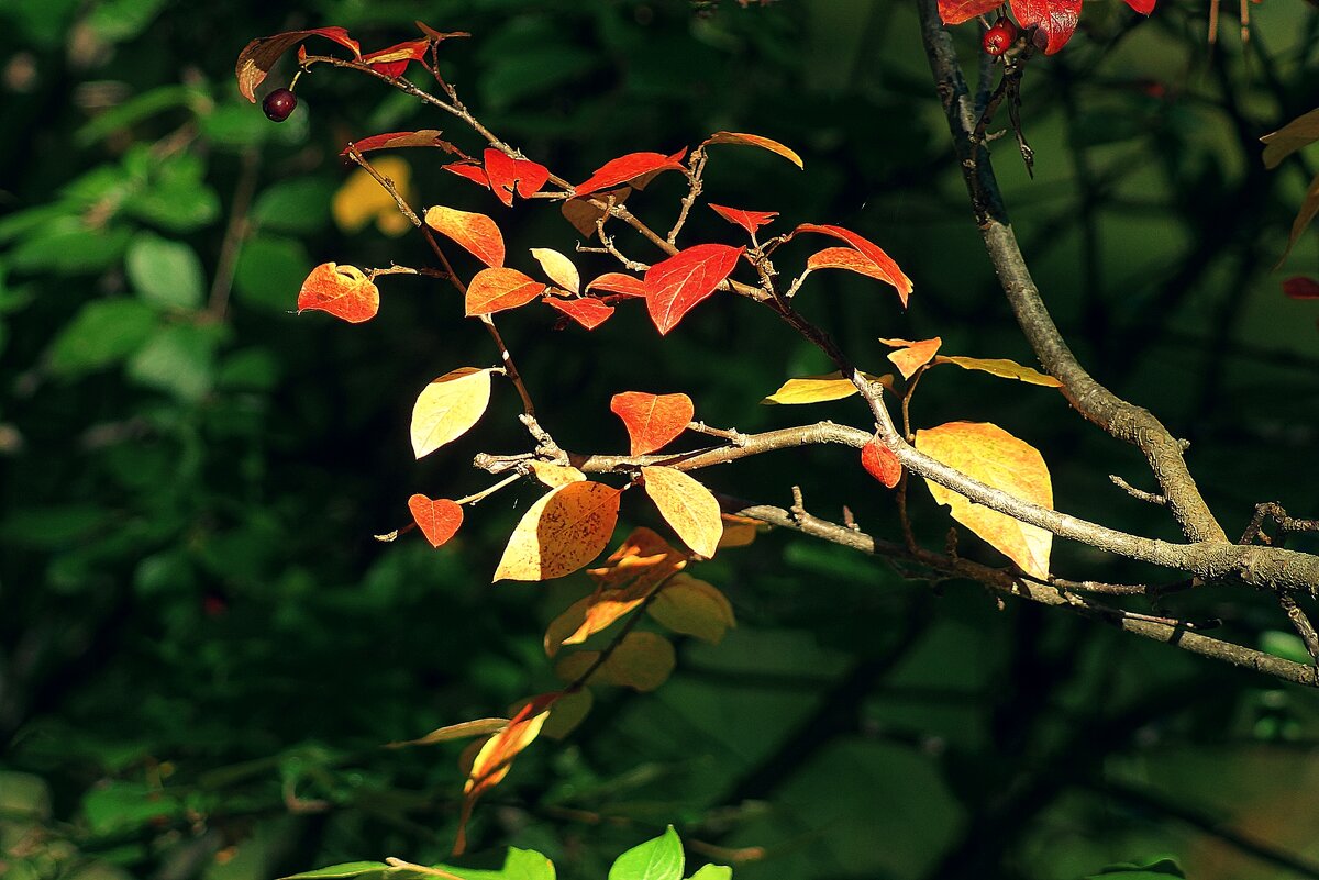 *** - Леонид leo