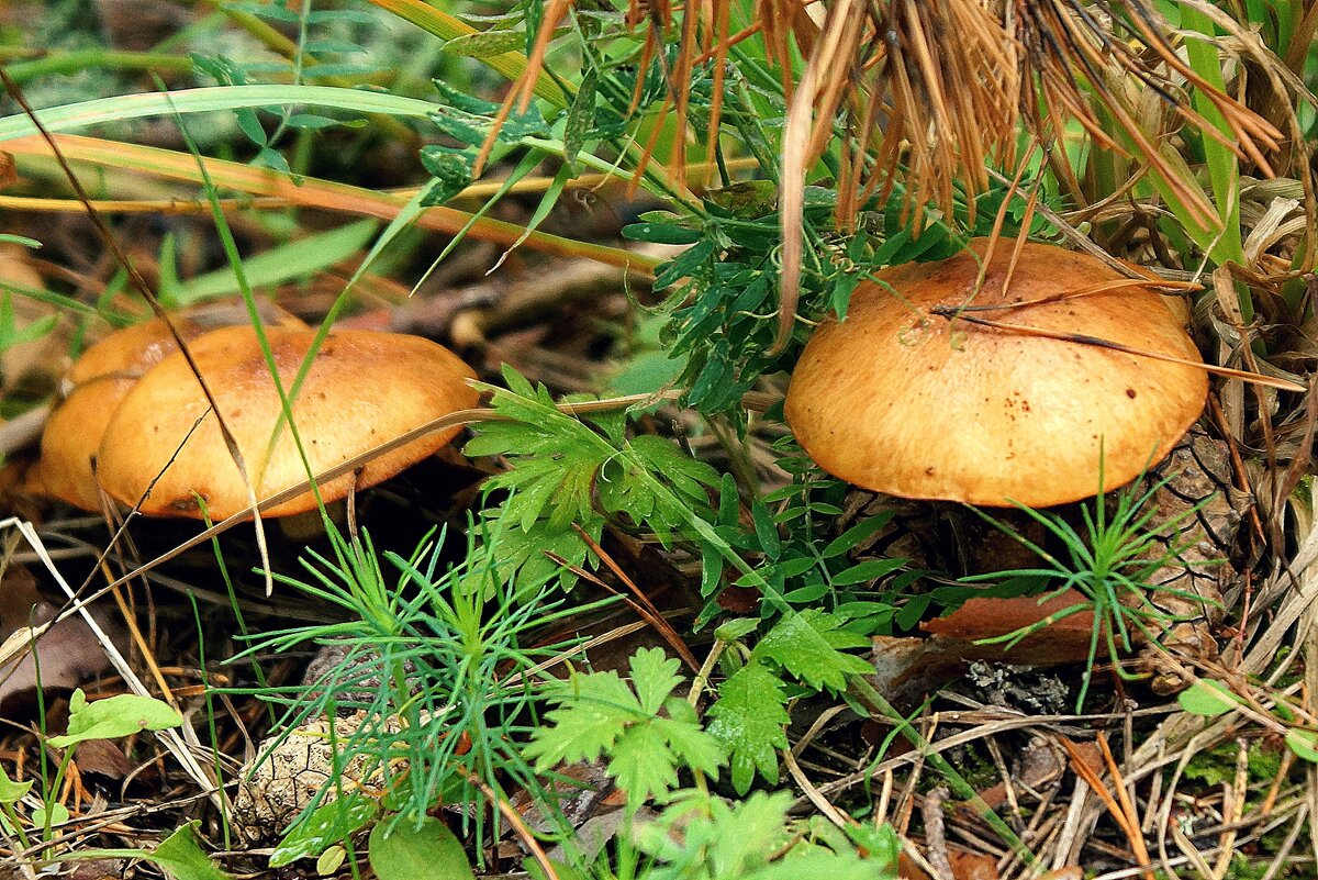 Козляки - Леонид leo