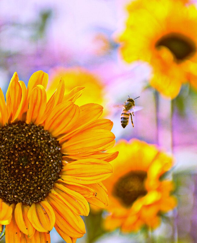 ..пора домой.. - Георгий Никонов