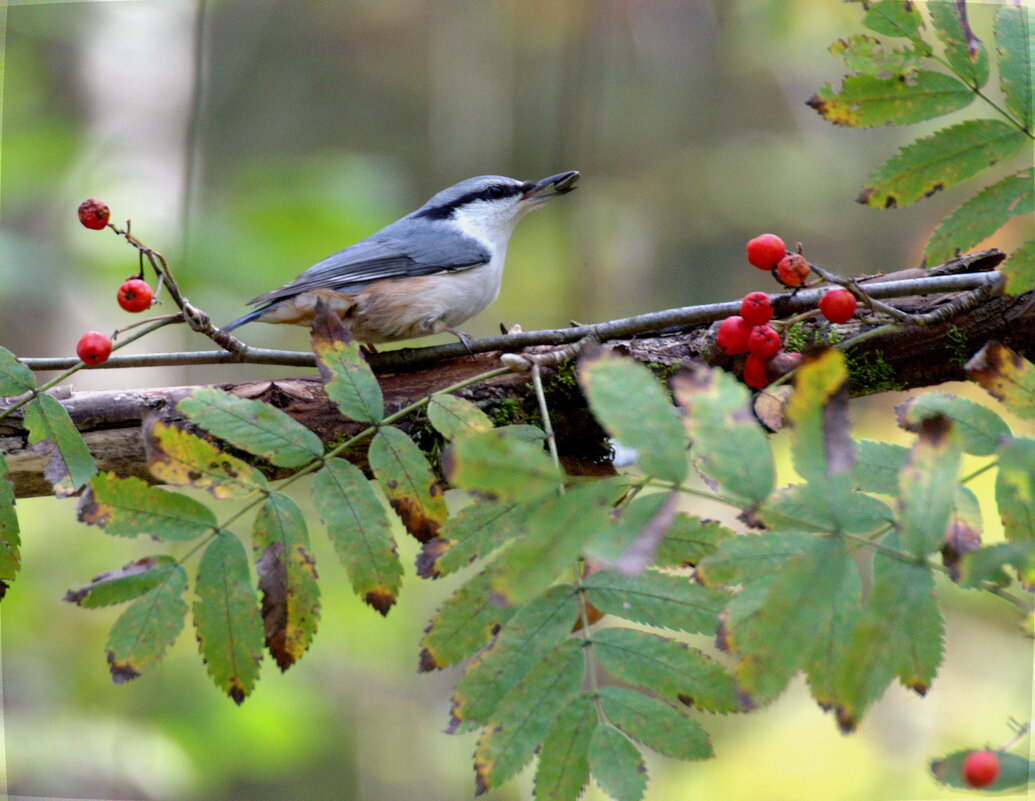 поползень - Сергей Владимирович Егоров