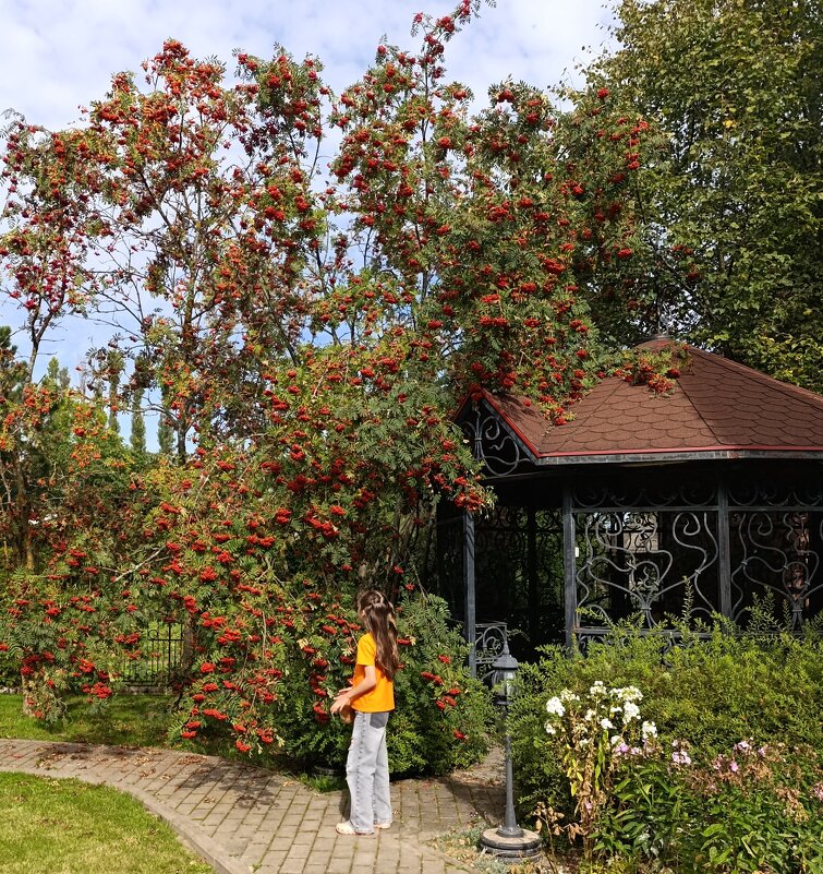 Рябиновое. - tatiana 