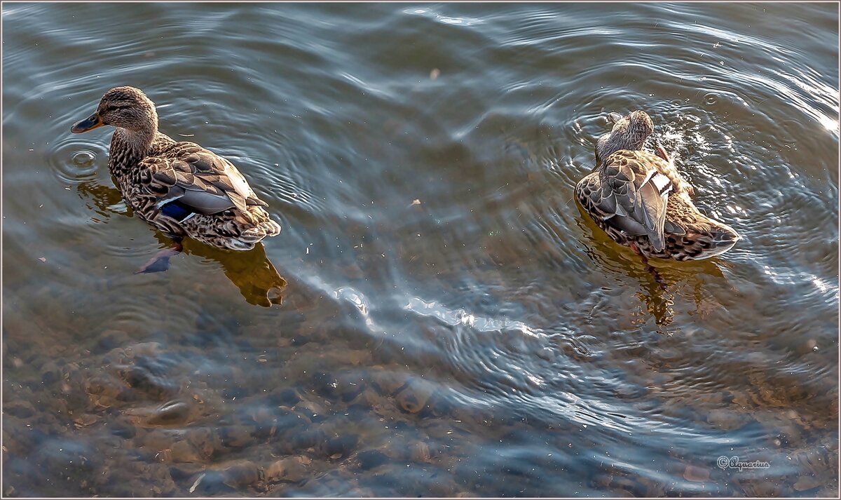 Про осень... - Aquarius - Сергей Про осень... - Aquarius - Сергей
