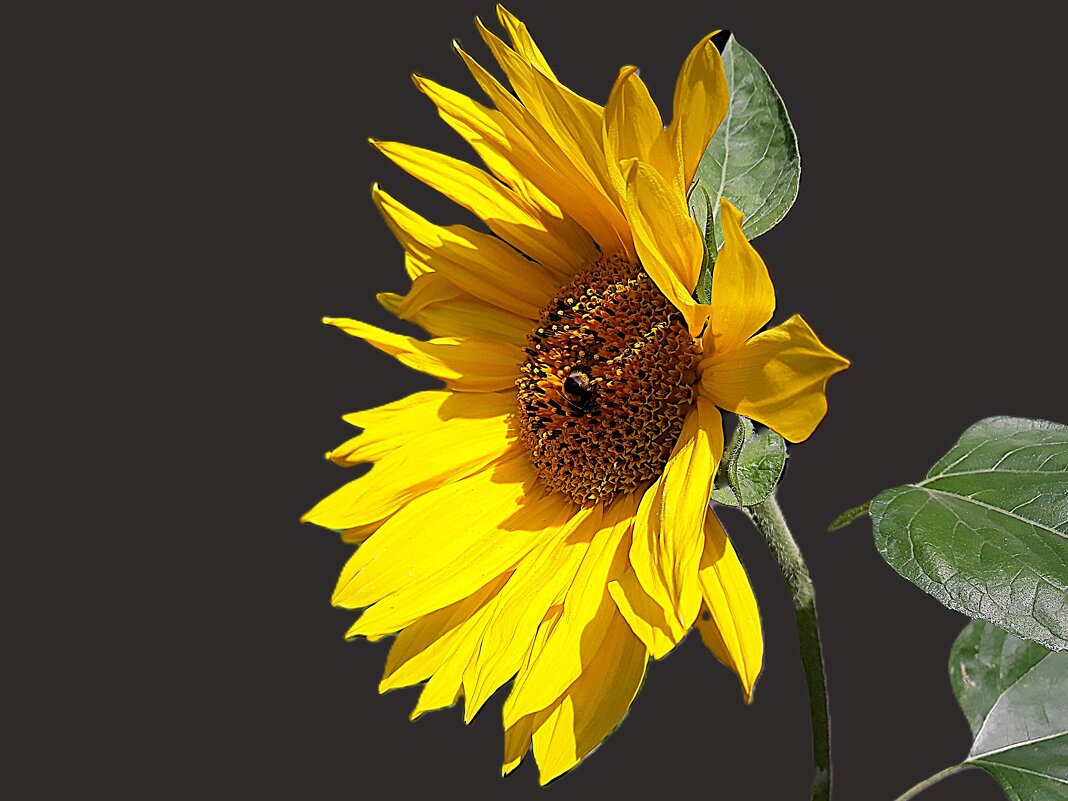 Свет солнца - Hope 