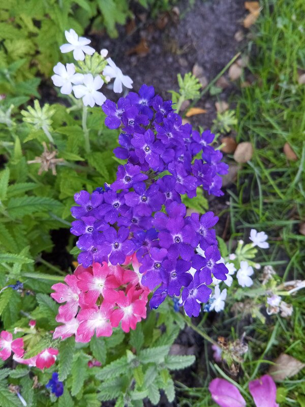 Вербена - Сапсан 