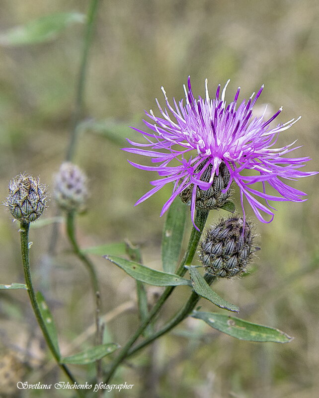 Василёк луговой - Светлана Ищенко Василёк луговой - Светлана Ищенко