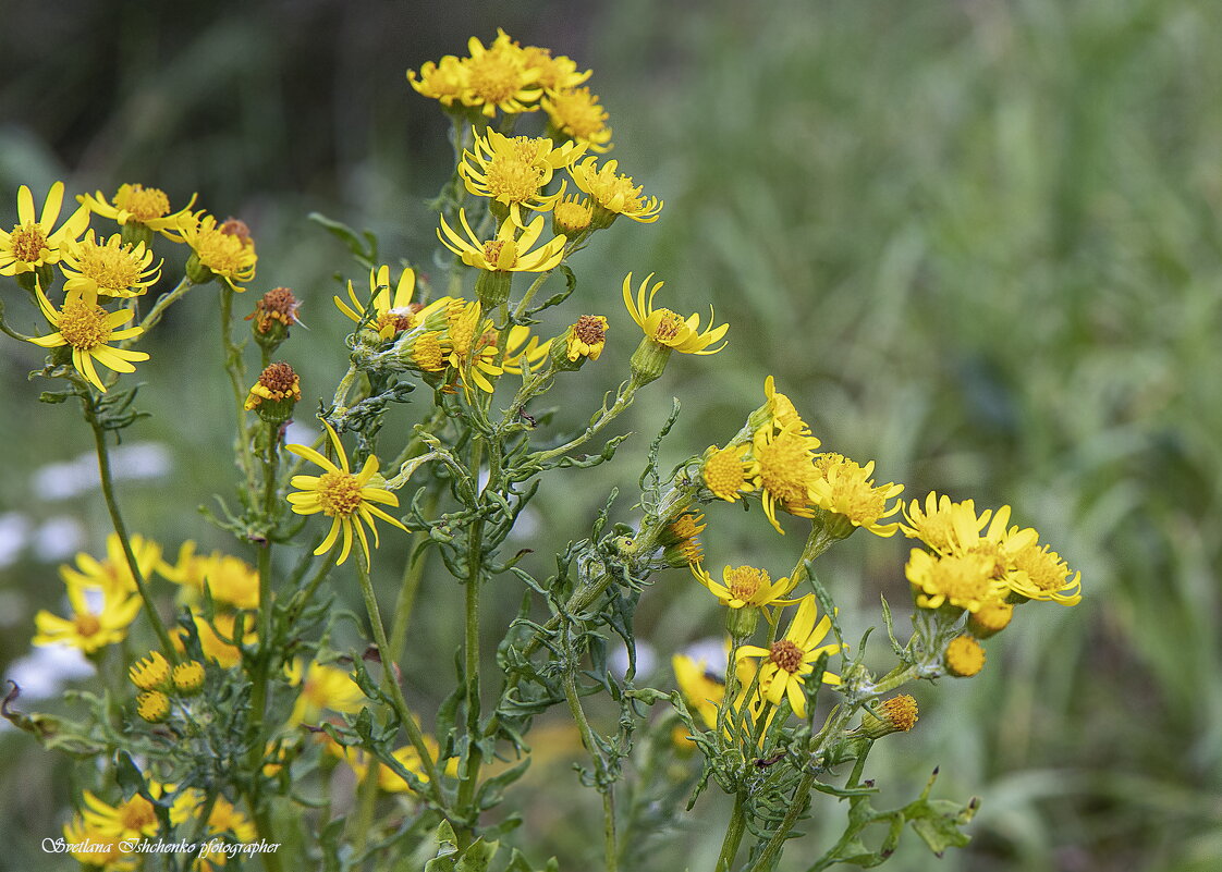 Якобея обыкновенная - Светлана Ищенко