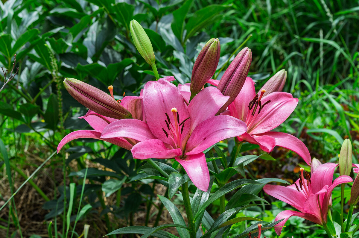 *** - Виктор Иванович Чернюк *** - Виктор Иванович Чернюк