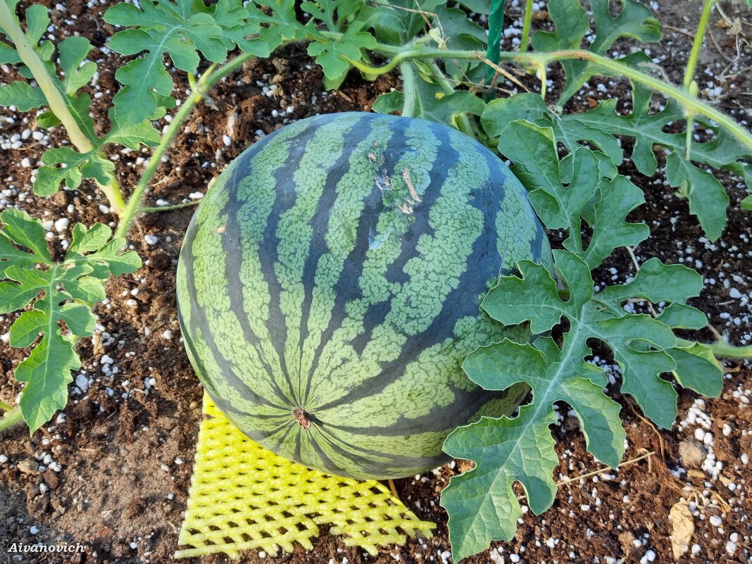 А говорили, что в Ленинградской области арбузы не растут. Врали. - Андрей Андреев Андреев