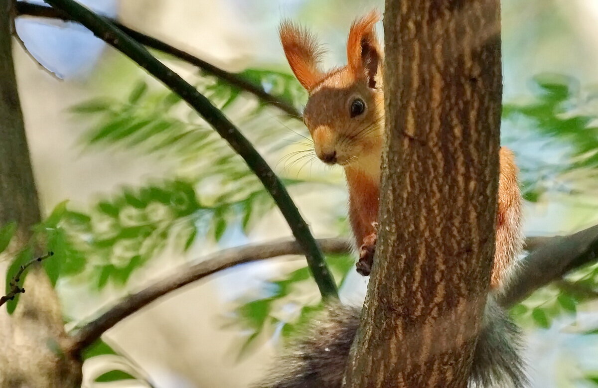 Осень и белка... - Николай Саржанов