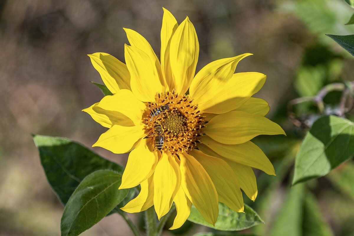 Стол на двоих - Валерий Иванович