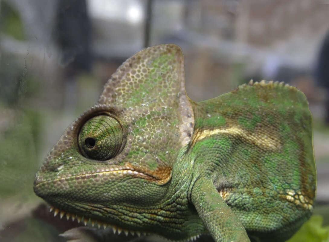 хамелеон - ИРЭН@ . хамелеон - ИРЭН@ .